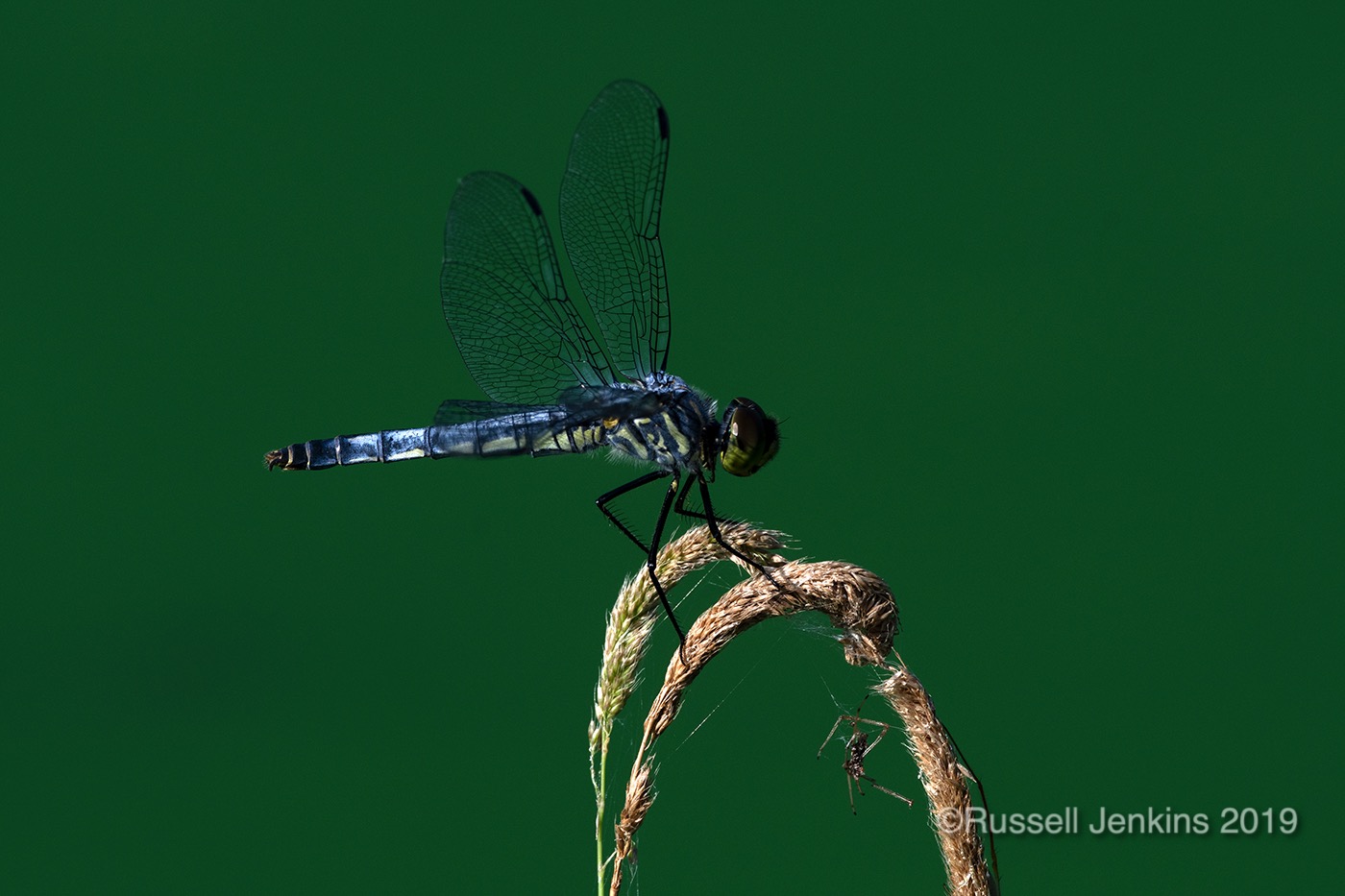 Orthetrum japonicum_RJE0676copyright.jpg