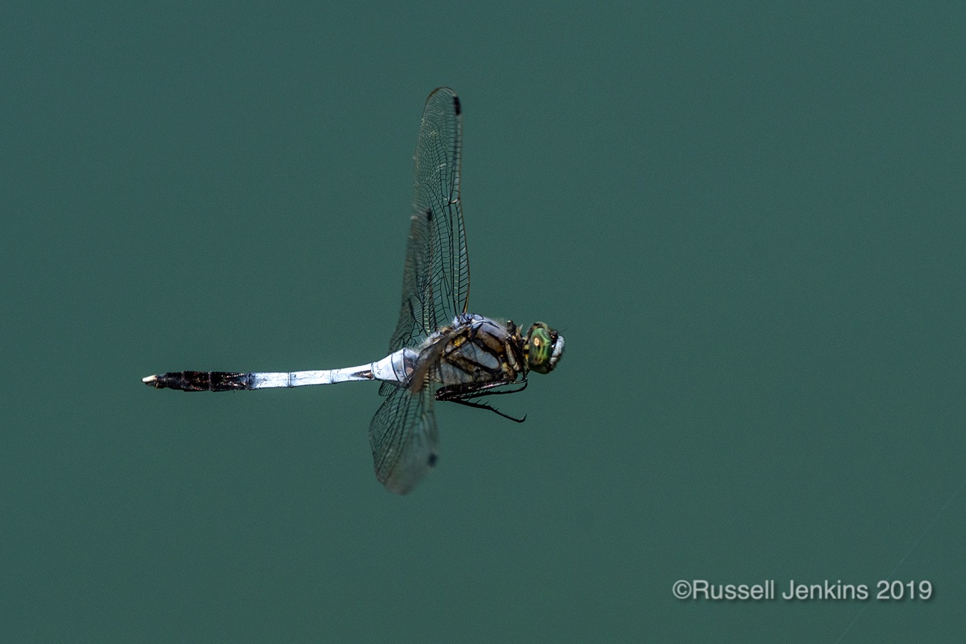 Orthetrum albistylum_RJE0778copyright.jpg