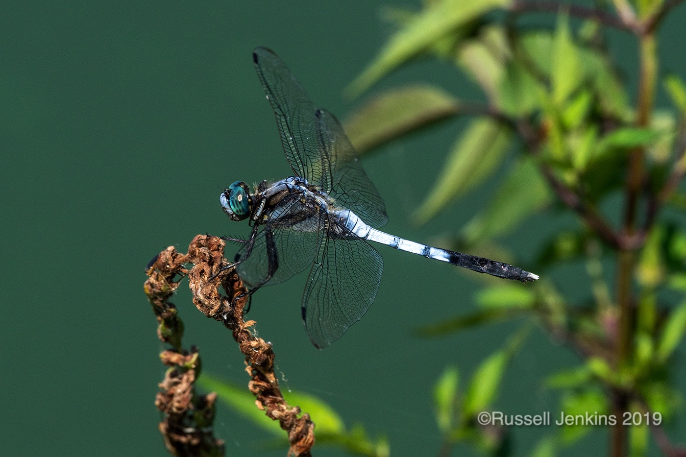 White-tailed Skimmer