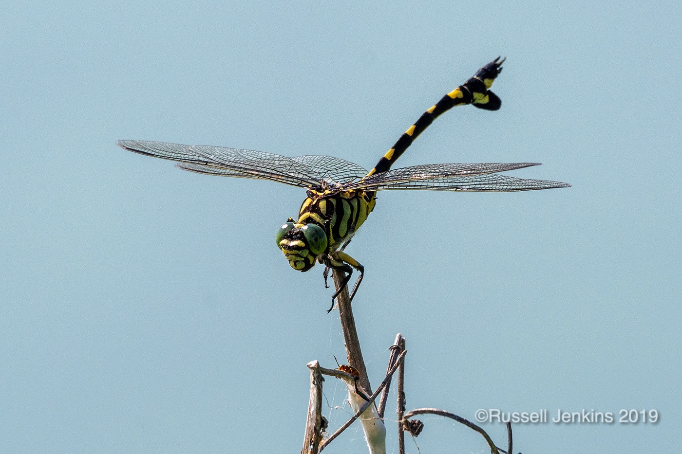 Sinictinogomphus clavatus_RJE0618copyright.jpg