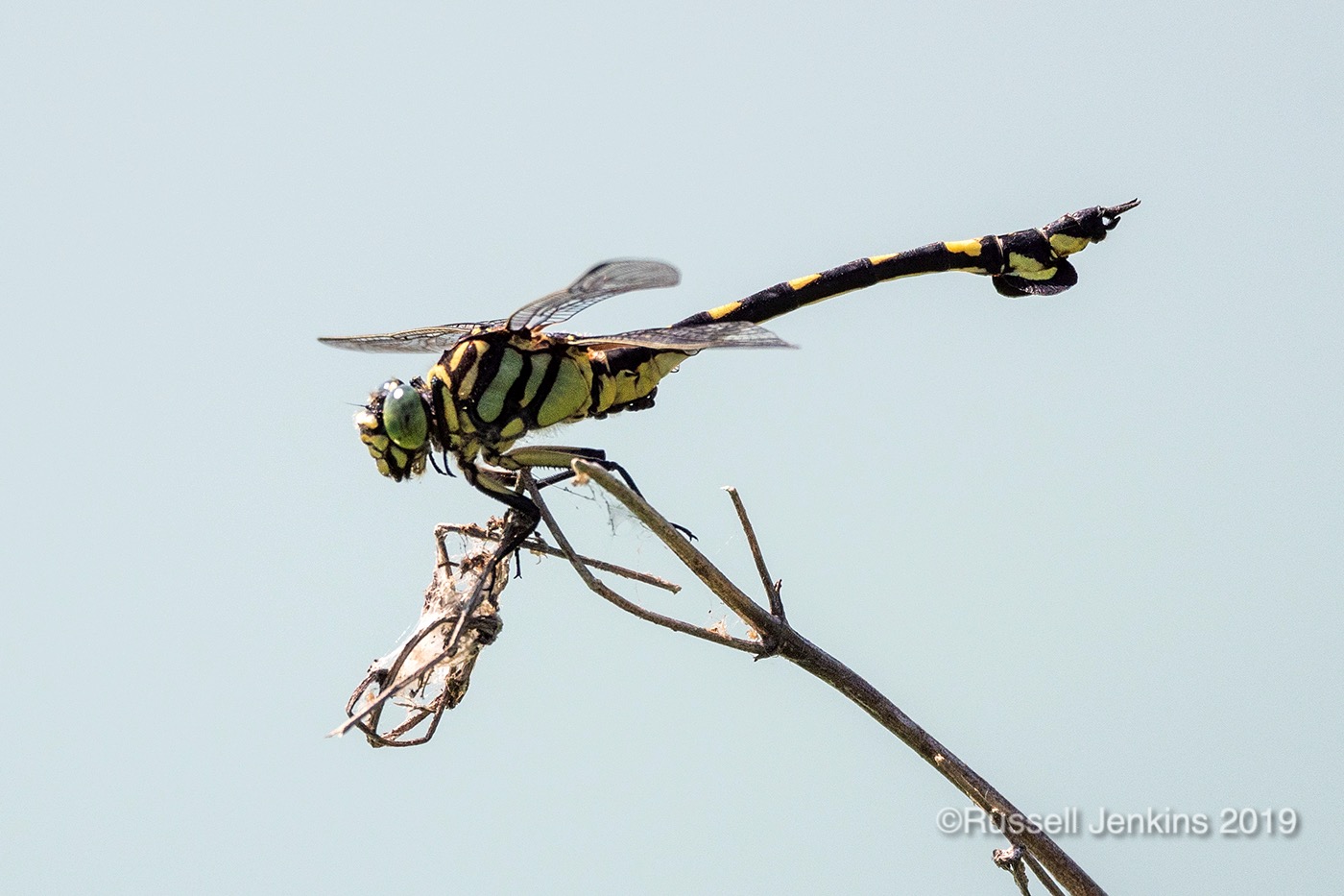 Sinictinogomphus clavatus_RJE0823copyright.jpg
