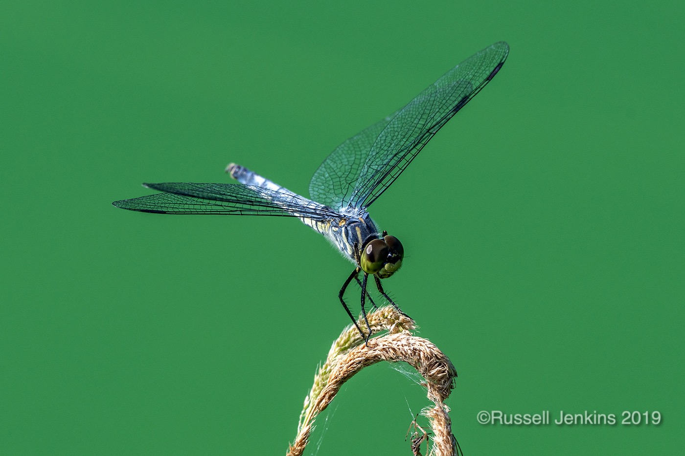 Orthetrum japonicum_RJE0685copyright.jpg