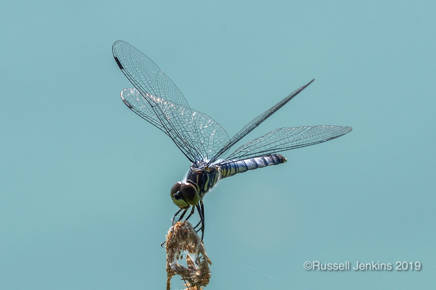 Orthetrum japonicum_RJE0646copyright.jpg