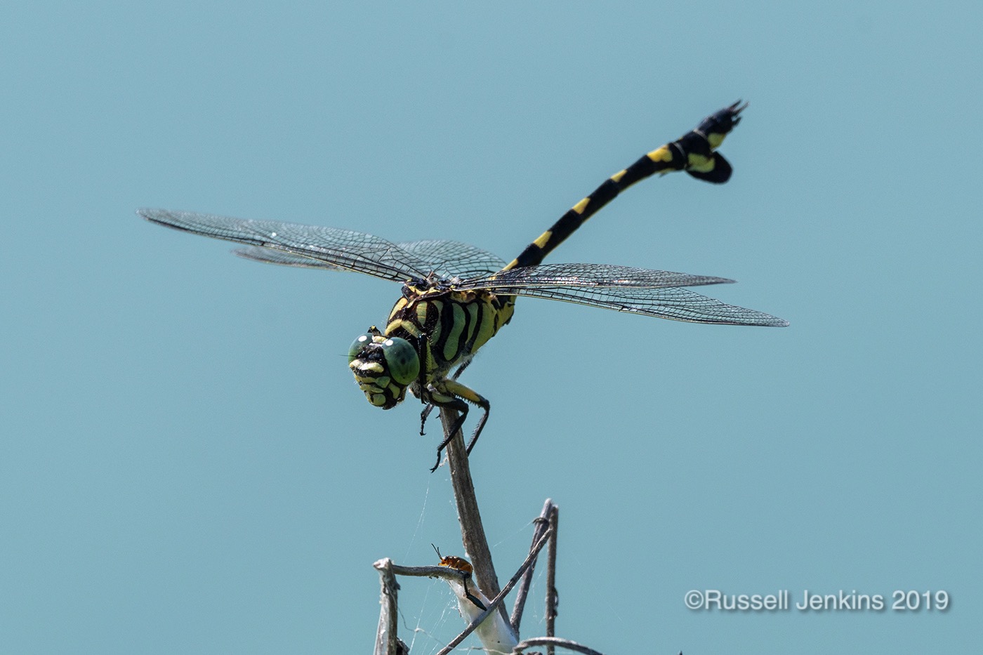 Sinictinogomphus clavatus_RJE0635copyright.jpg