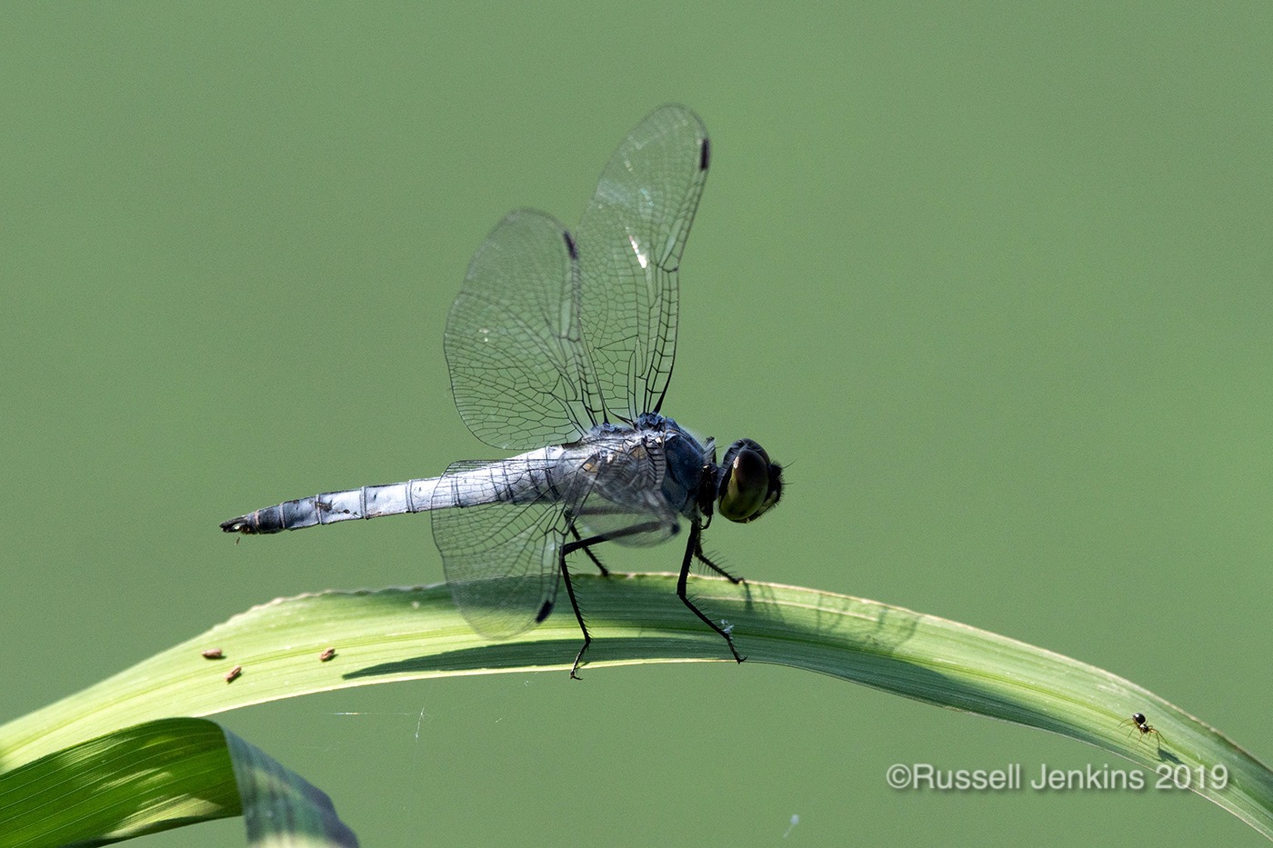 Orthetrum japonicum_RJE0792copyright.jpg