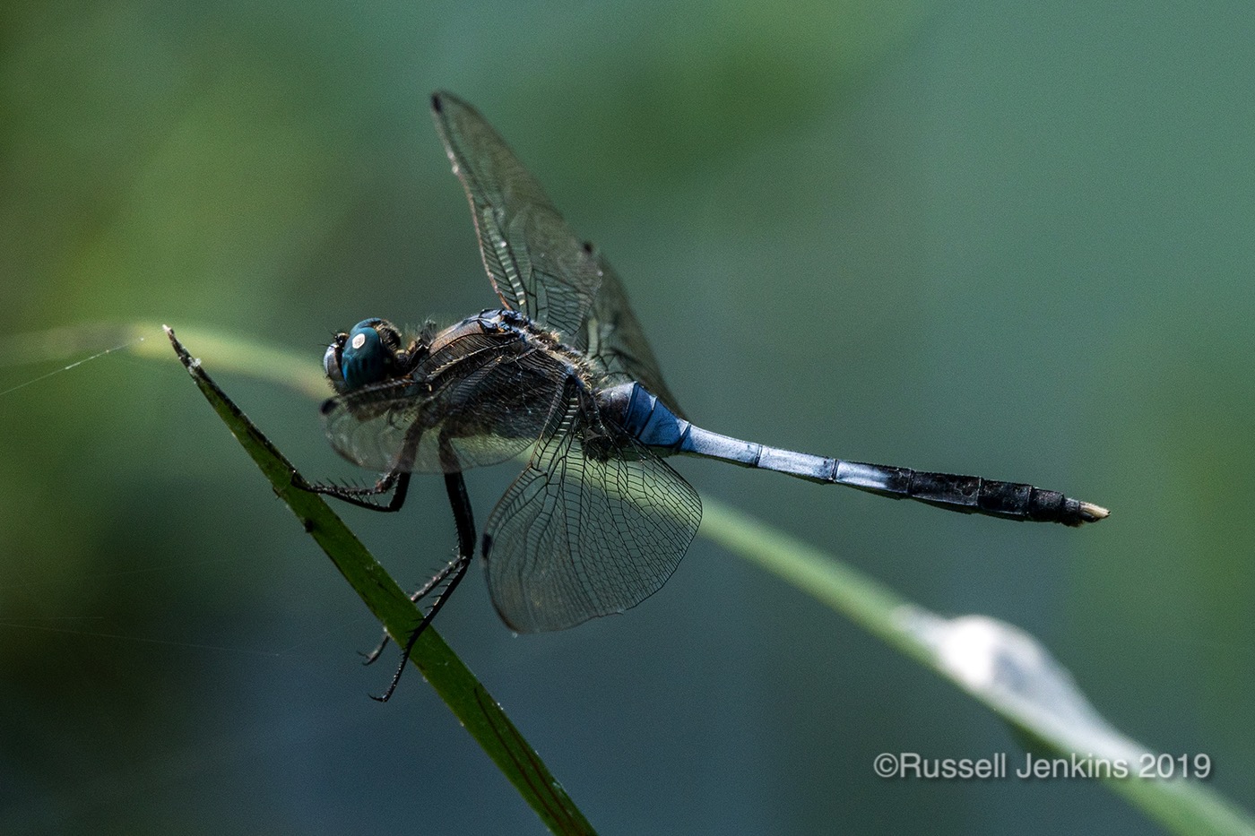 White-tailed Skimmer
