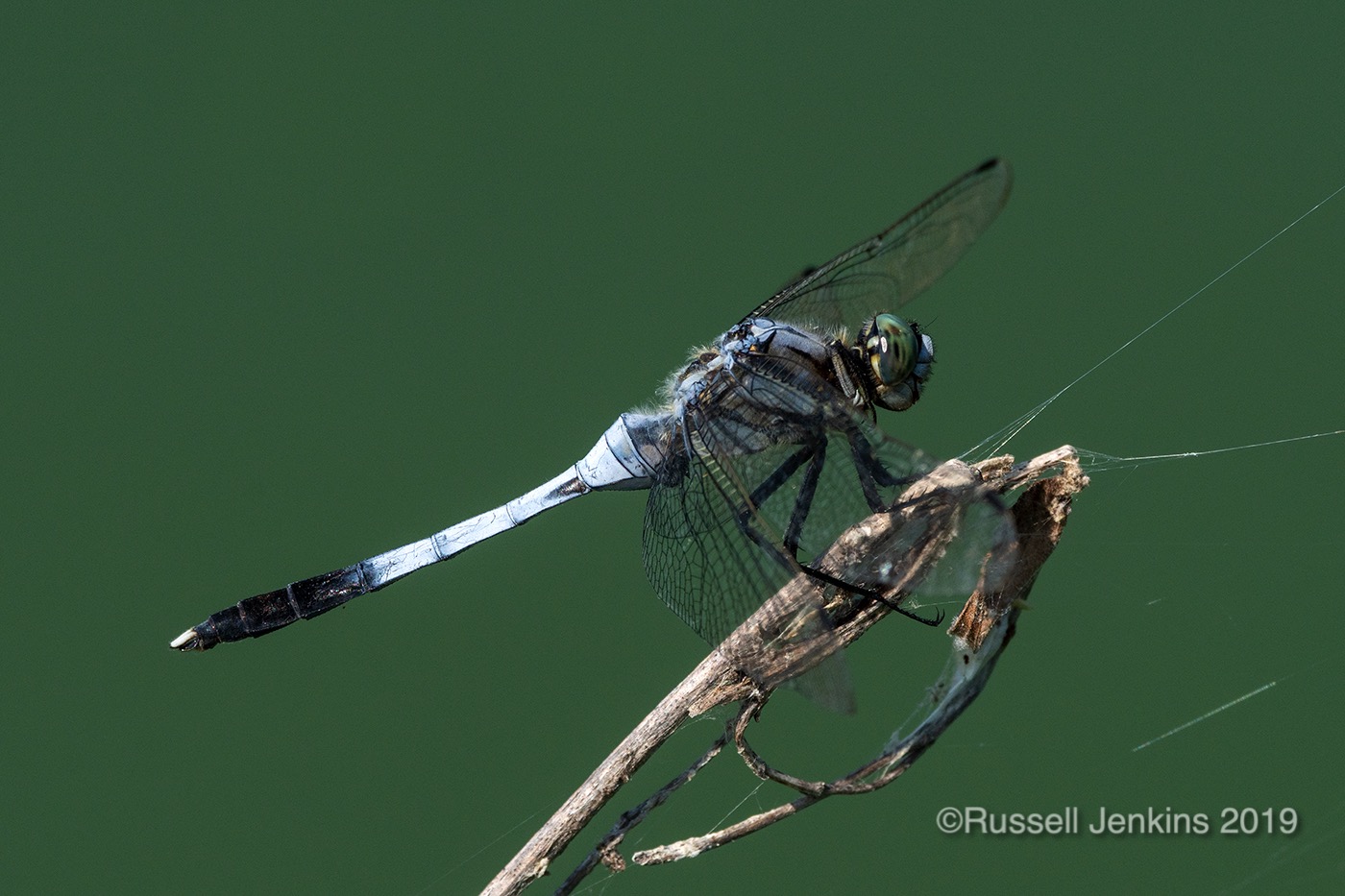 Orthetrum albistylum_RJE0784copyright.jpg