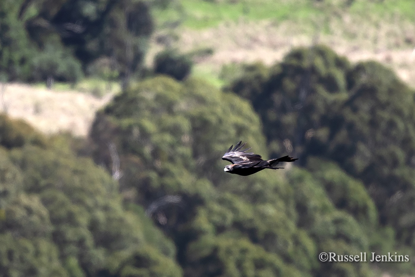 Wedge-tailed Eagle