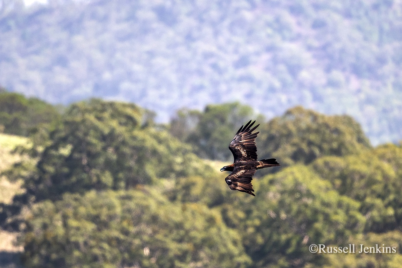 Wedge-tailed Eagle