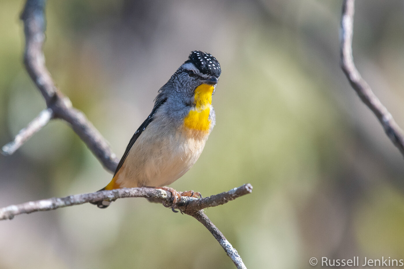 Spotted Pardalote