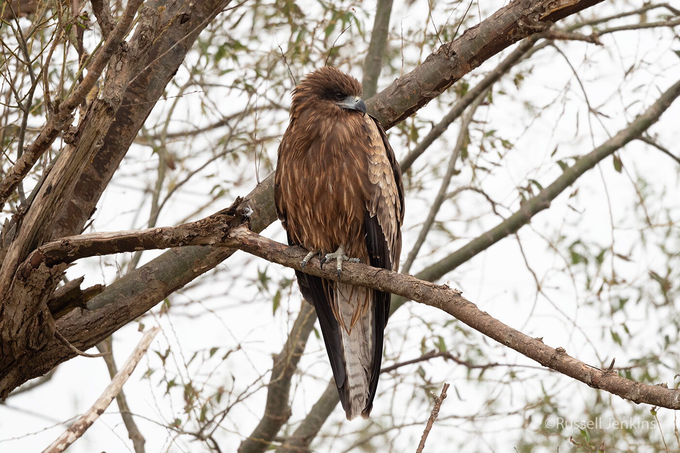 Black-eared Kite