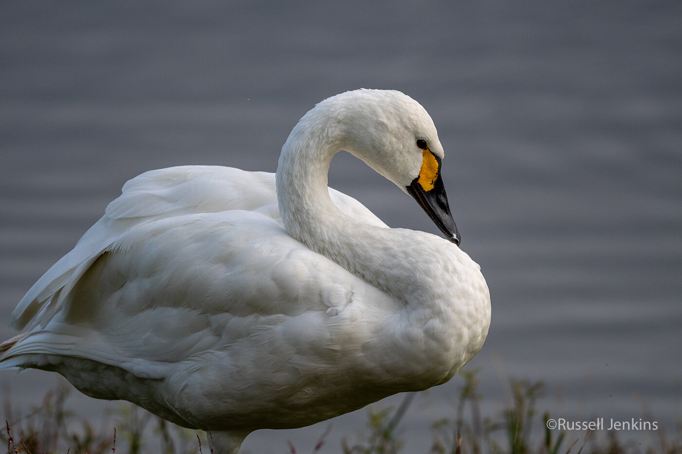 Tundra Swan