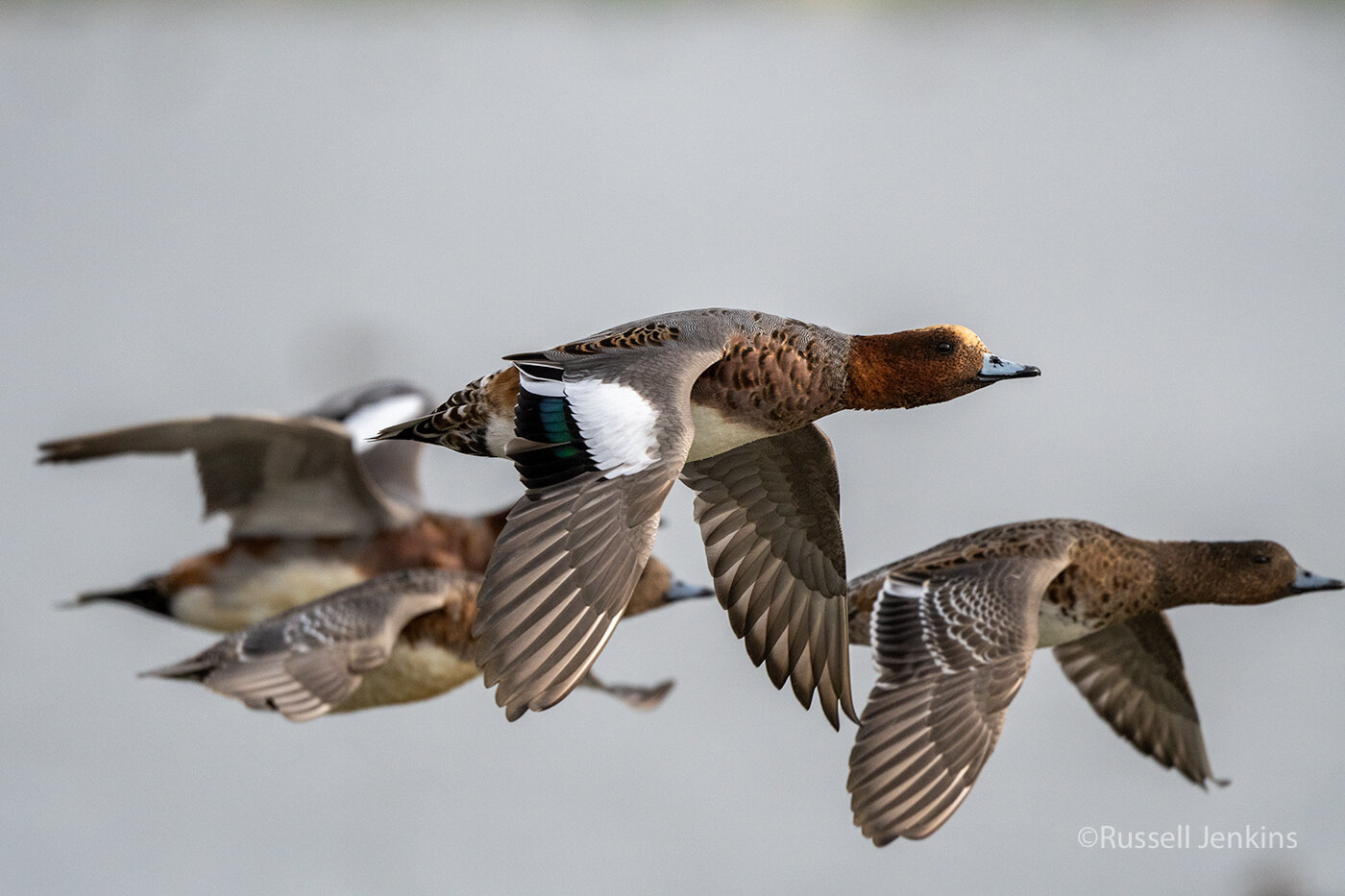 Eurasian Wigeon