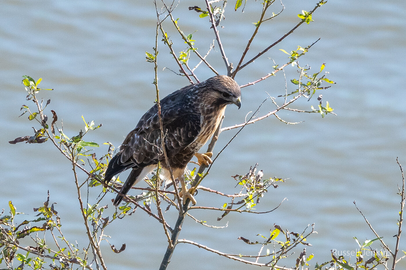 An Eastern Buzzard in Niigata, November 2019.