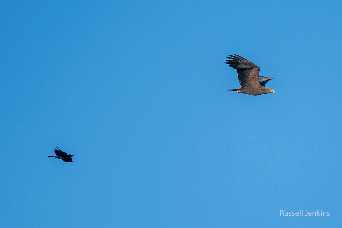 A White-tailed Eagle pursued by a crow in Nagaoka, Niigata, Japan.
