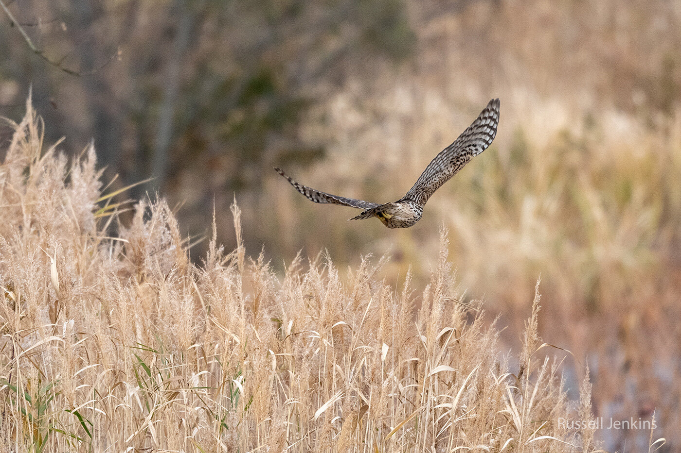 Hyoko, Niigata, Japan