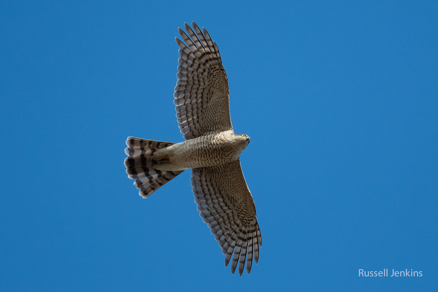 Eurasian Sparrowhawk (Accipiter nisus nisosimilis) Immature female