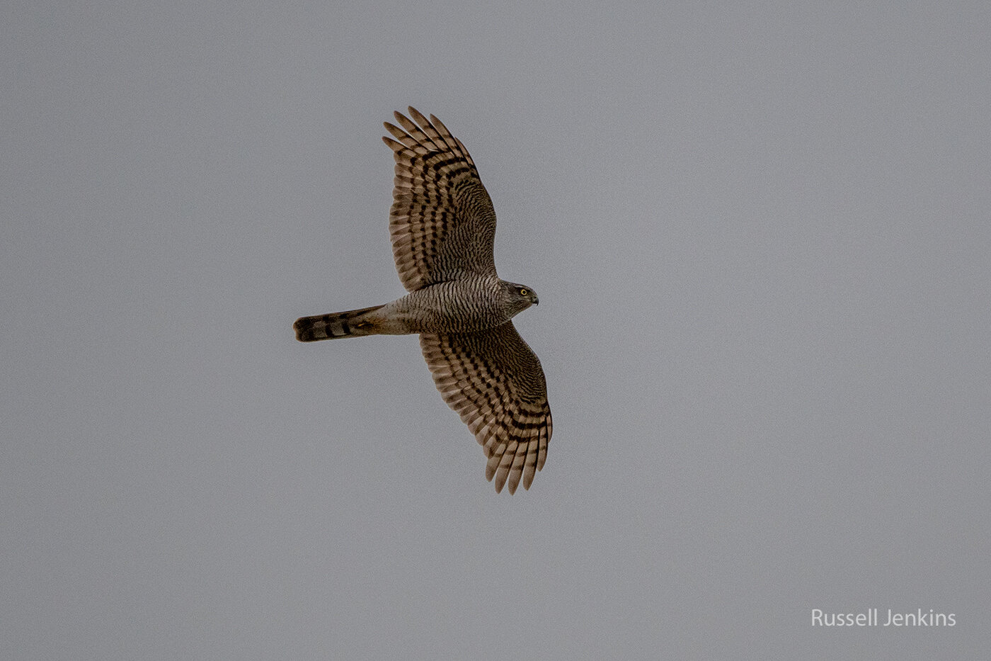 Eurasian Sparrowhawk