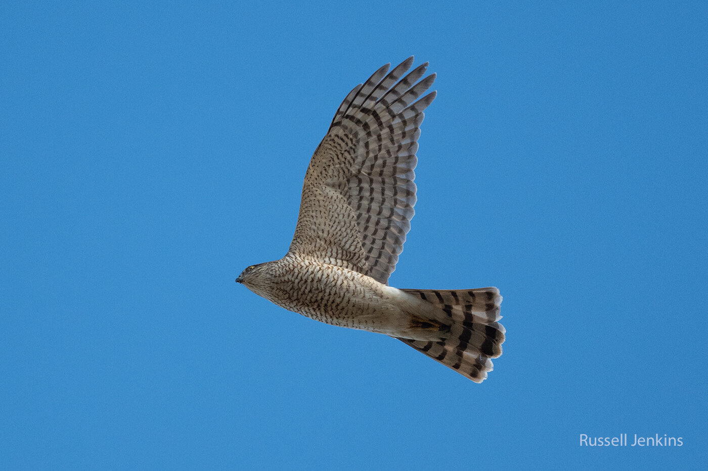Eurasian Sparrowhawk