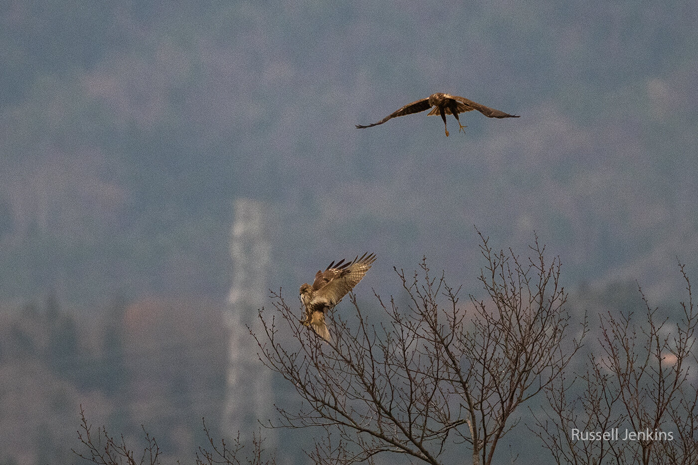 Eastern Buzzard and Eurasian Marsh Harrier