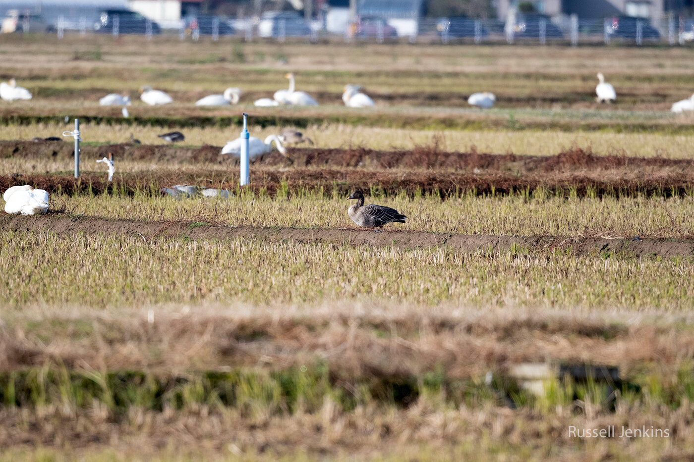 Bean Goose and swans in off season ricefields