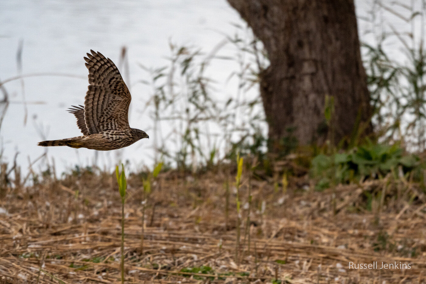 Northern Goshawk