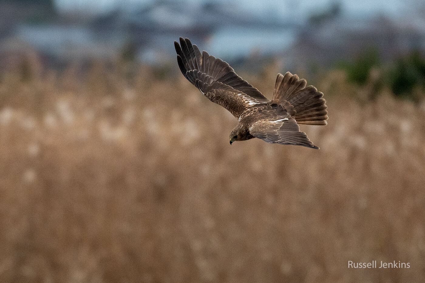Eurasian Marsh Harrier