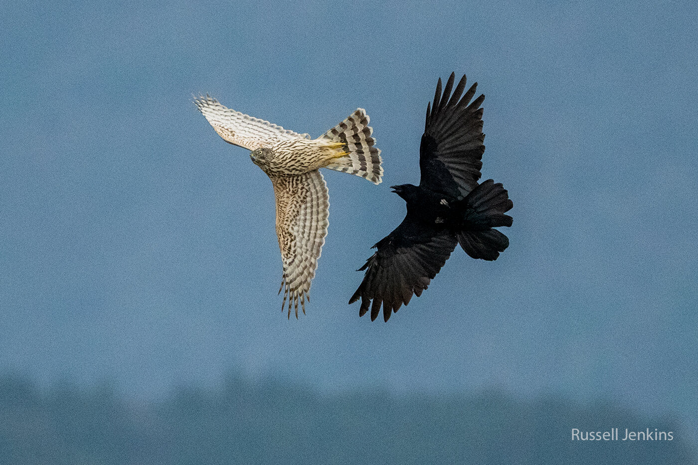 Northern Goshawk and Carrion Crow
