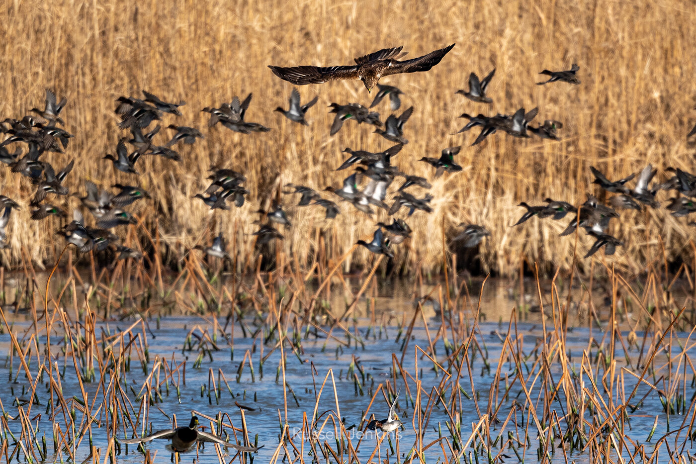 Eastern Marsh Harrier