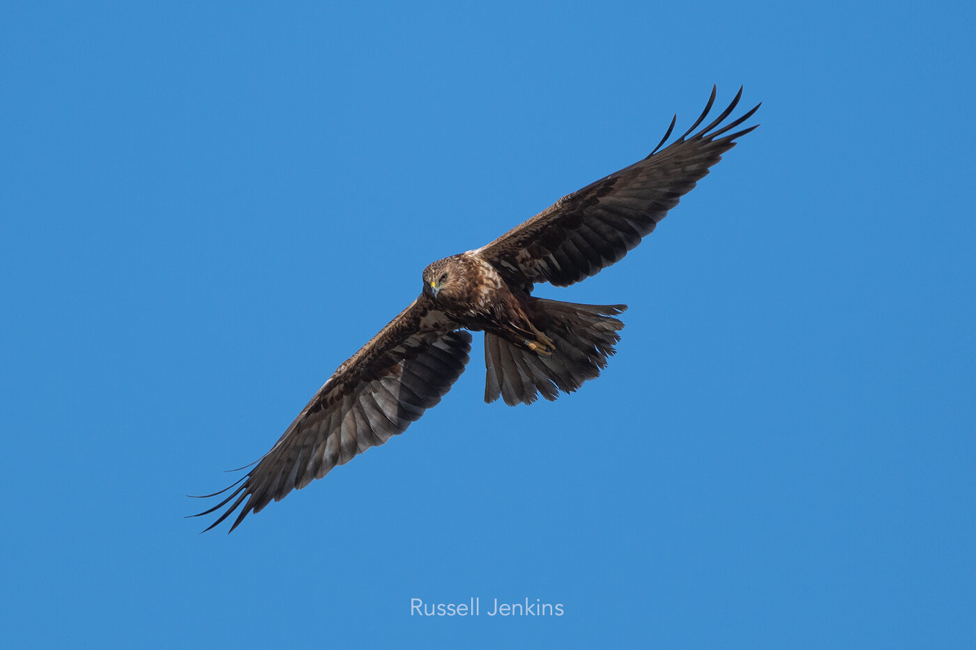 Eastern Marsh Harrier