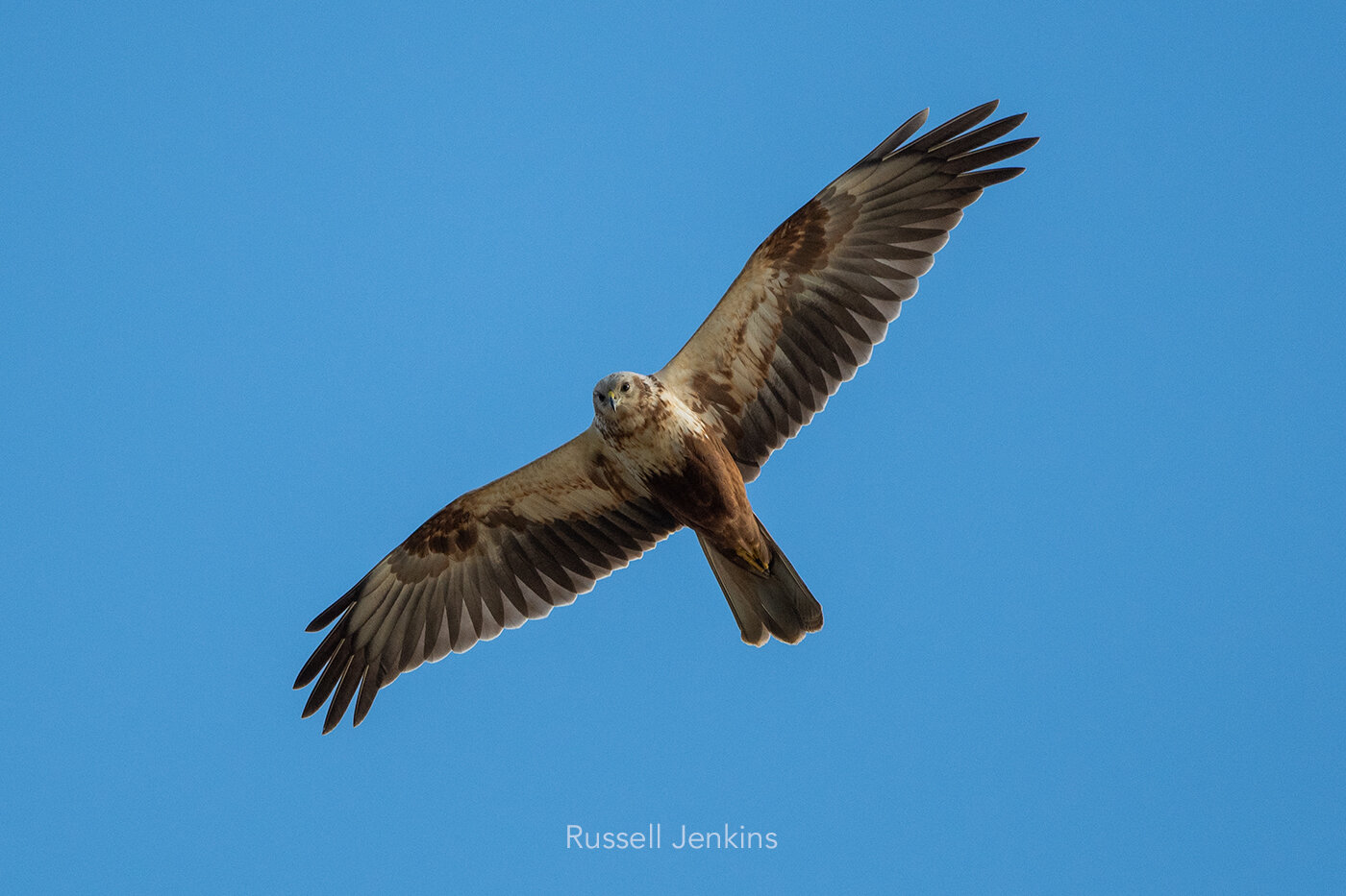 Eastern Marsh Harrier