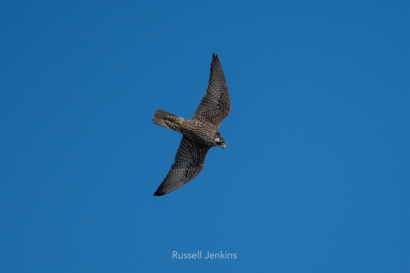 Japanese Peregrine Falcon