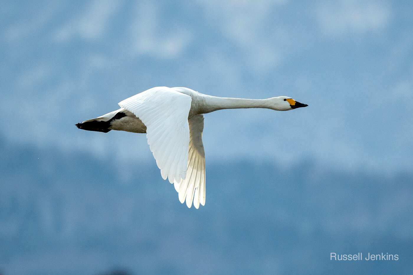Tundra Swan