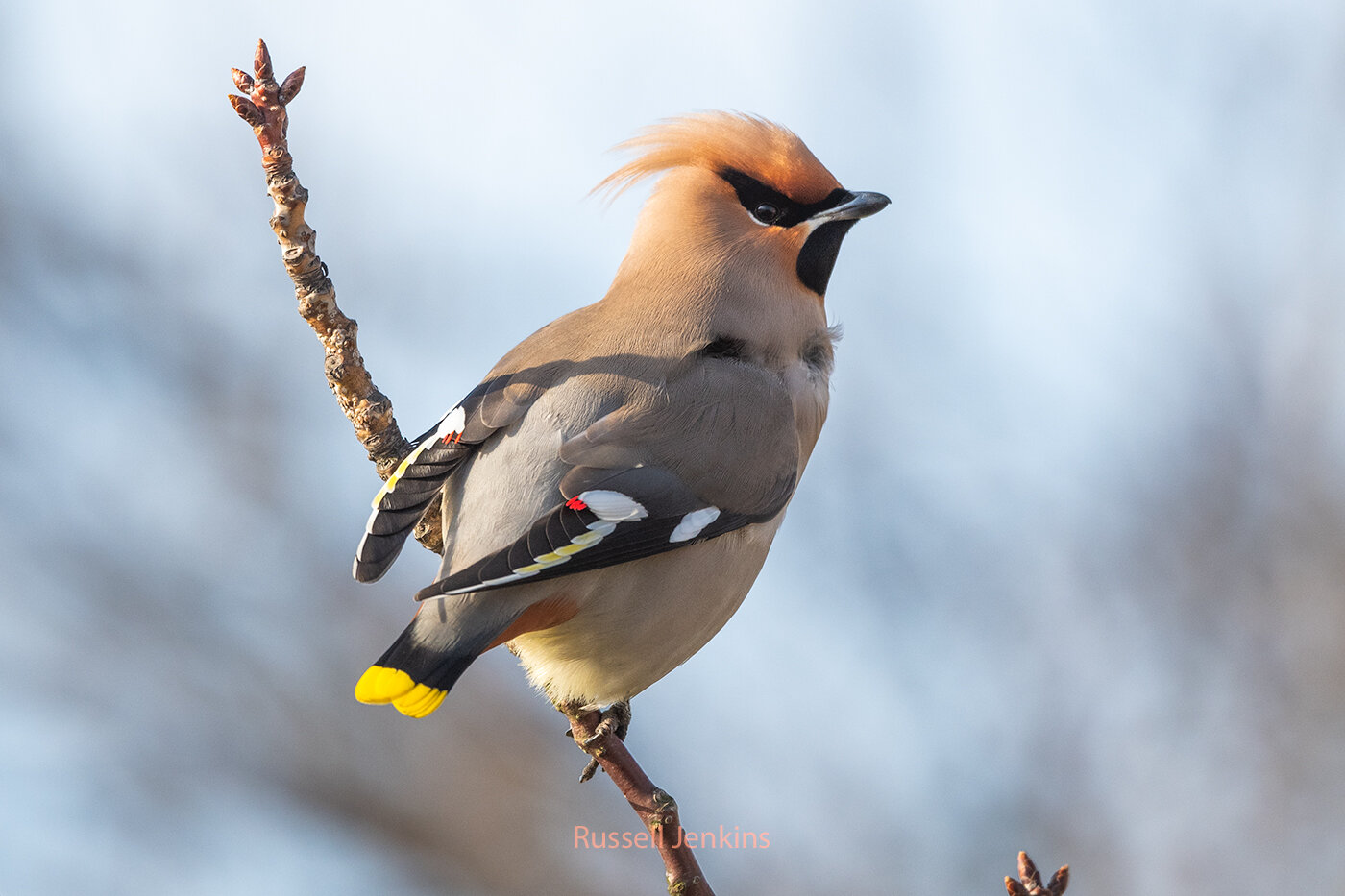 Bohemian Waxwing
