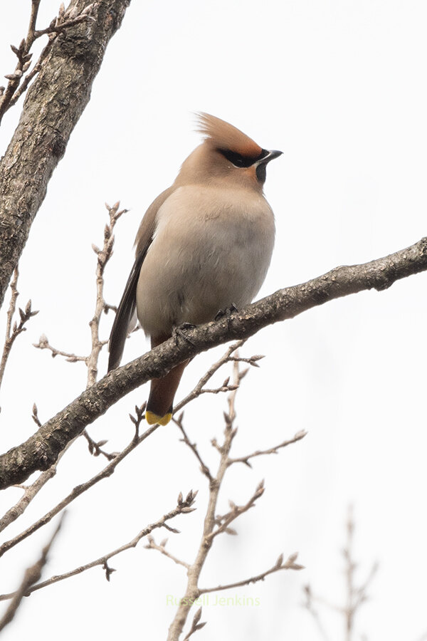 Bohemian Waxwing