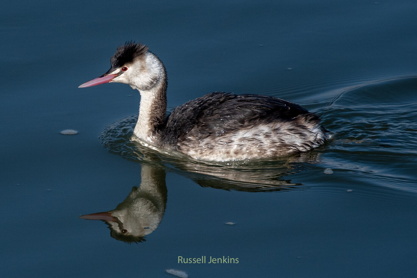 Great Grebe