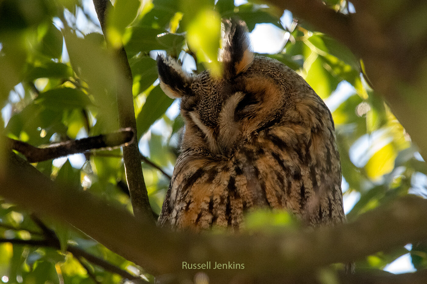 Long-eared Owl