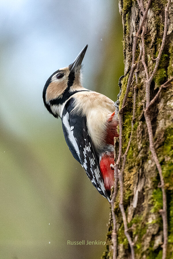 Great-spotted Woodpecker