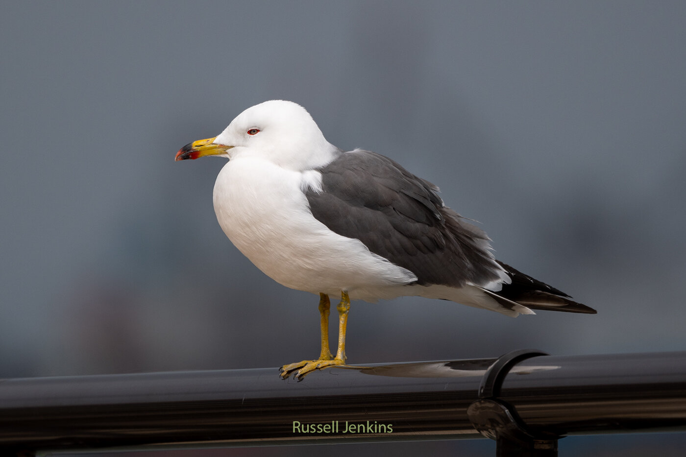 Black-tailed Gull