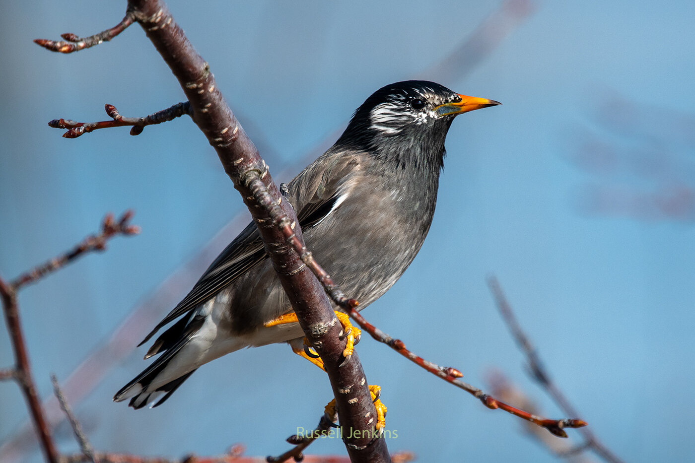 White-faced Starling