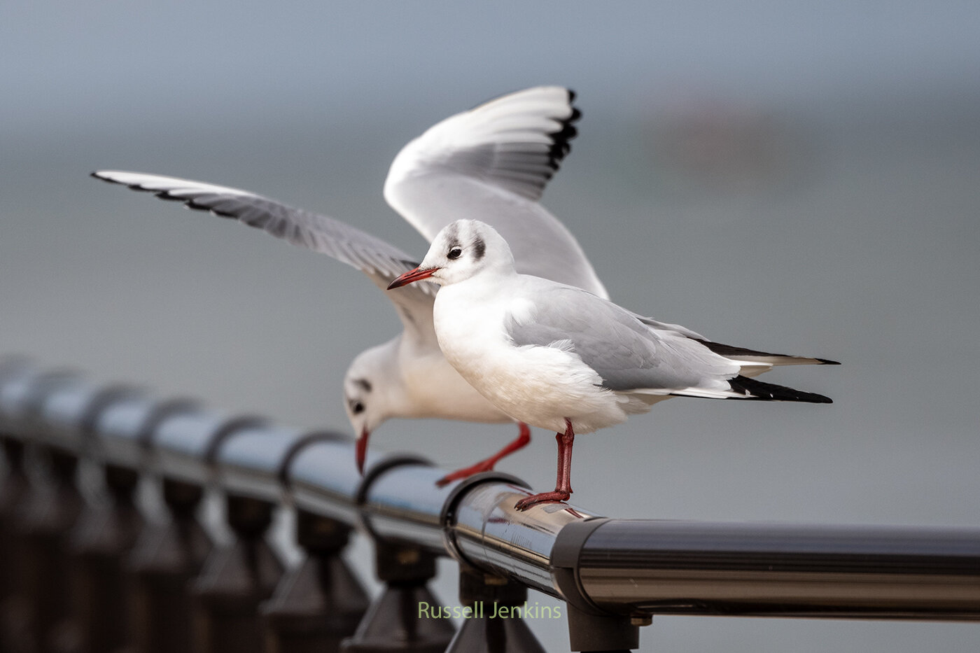 Black-headed Gulls