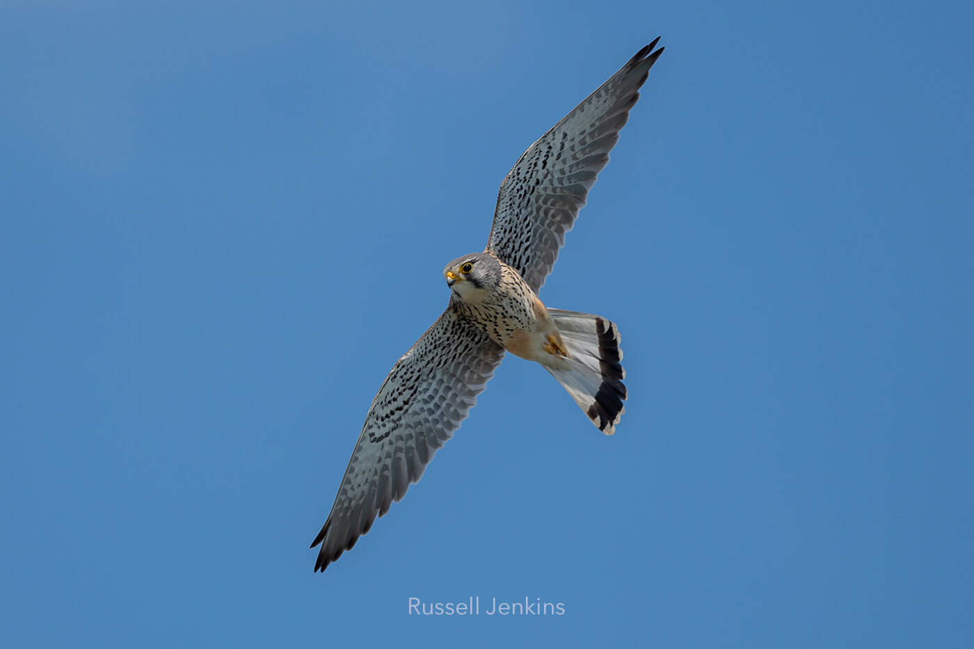Eurasian Kestrel