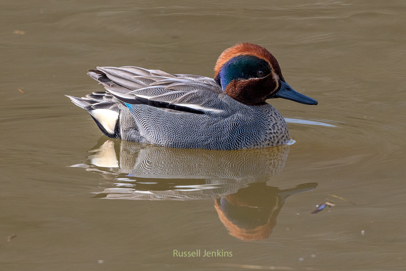 Eurasian Teal