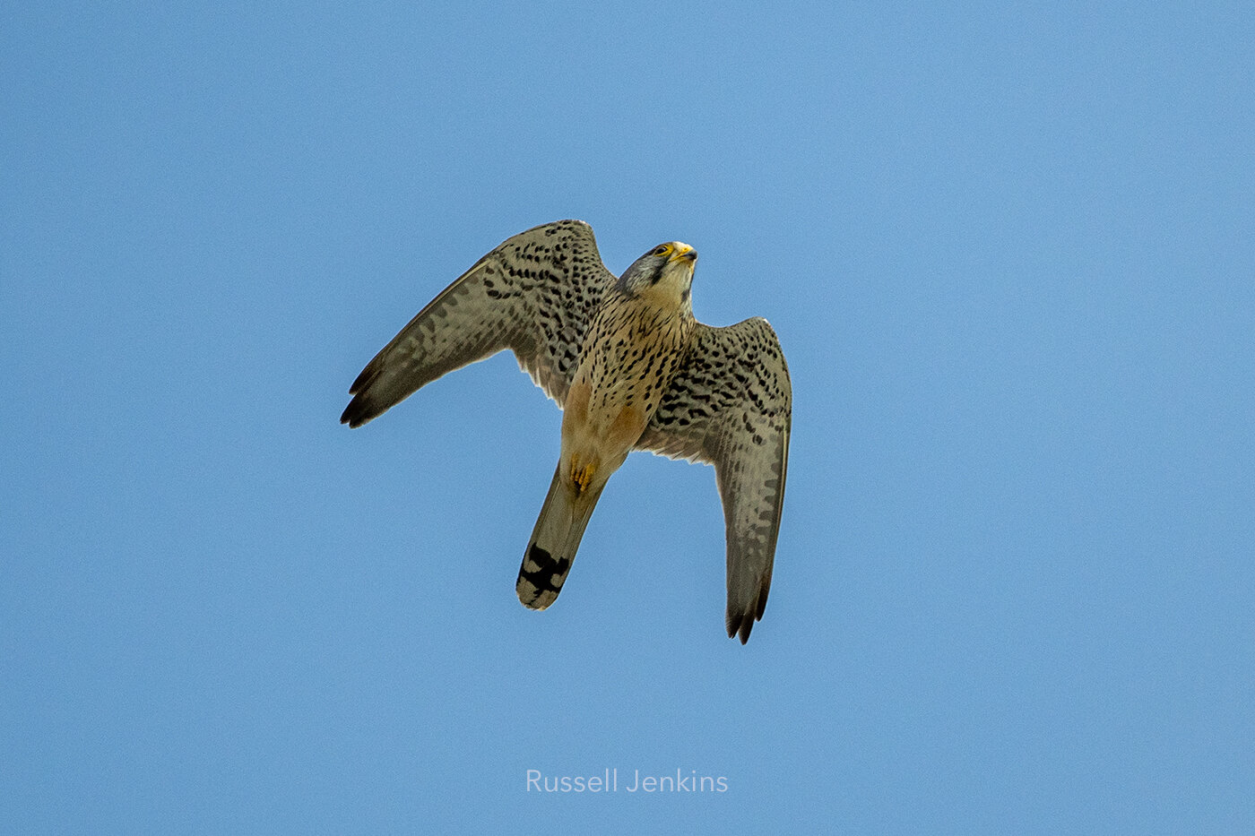_RJE2746-copy.jpg