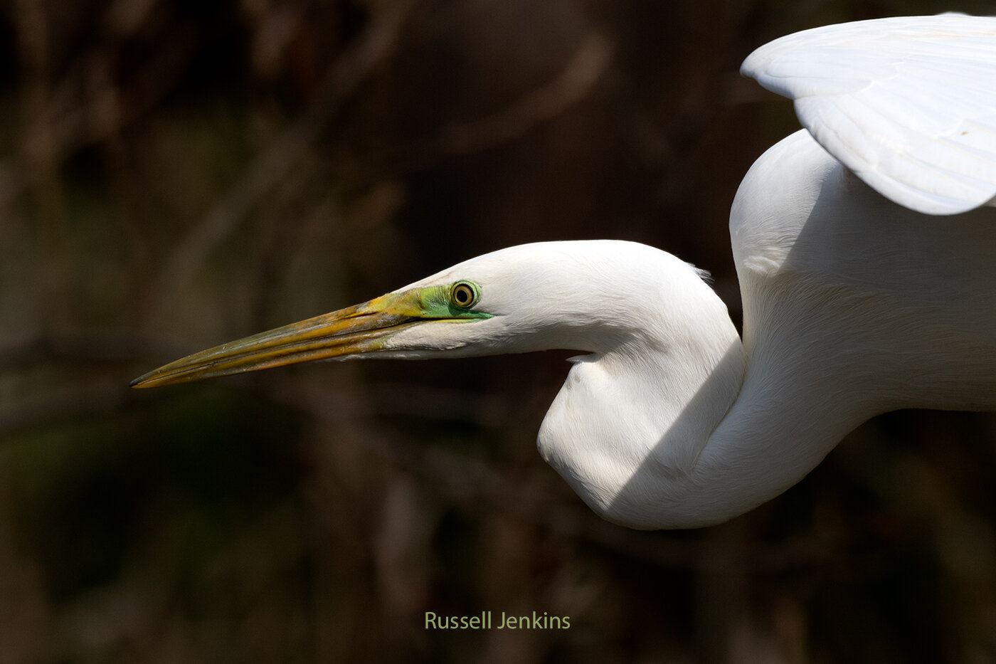 Great Egret
