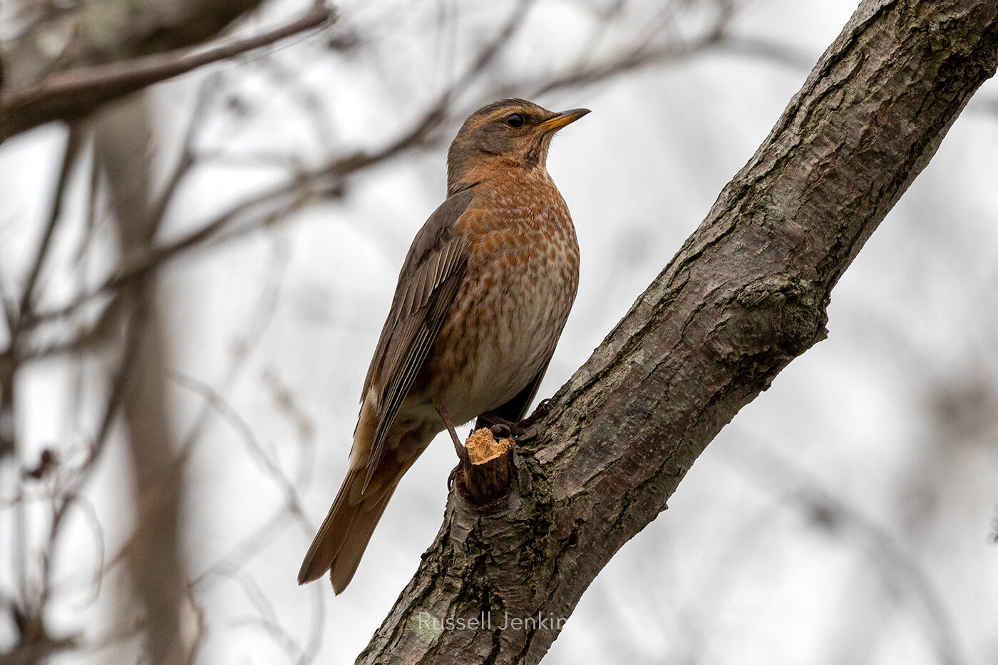 Toyanogata, Niigata, 