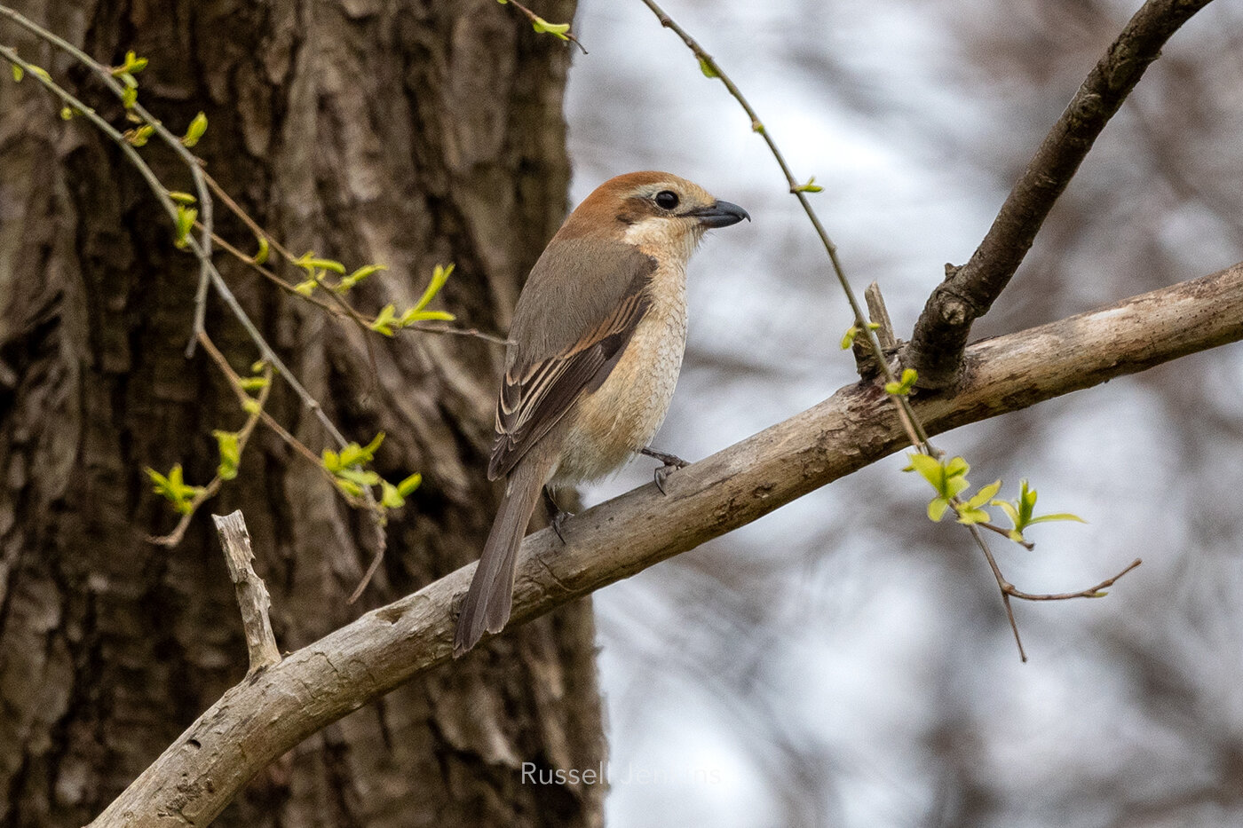Bull-headed Shrike