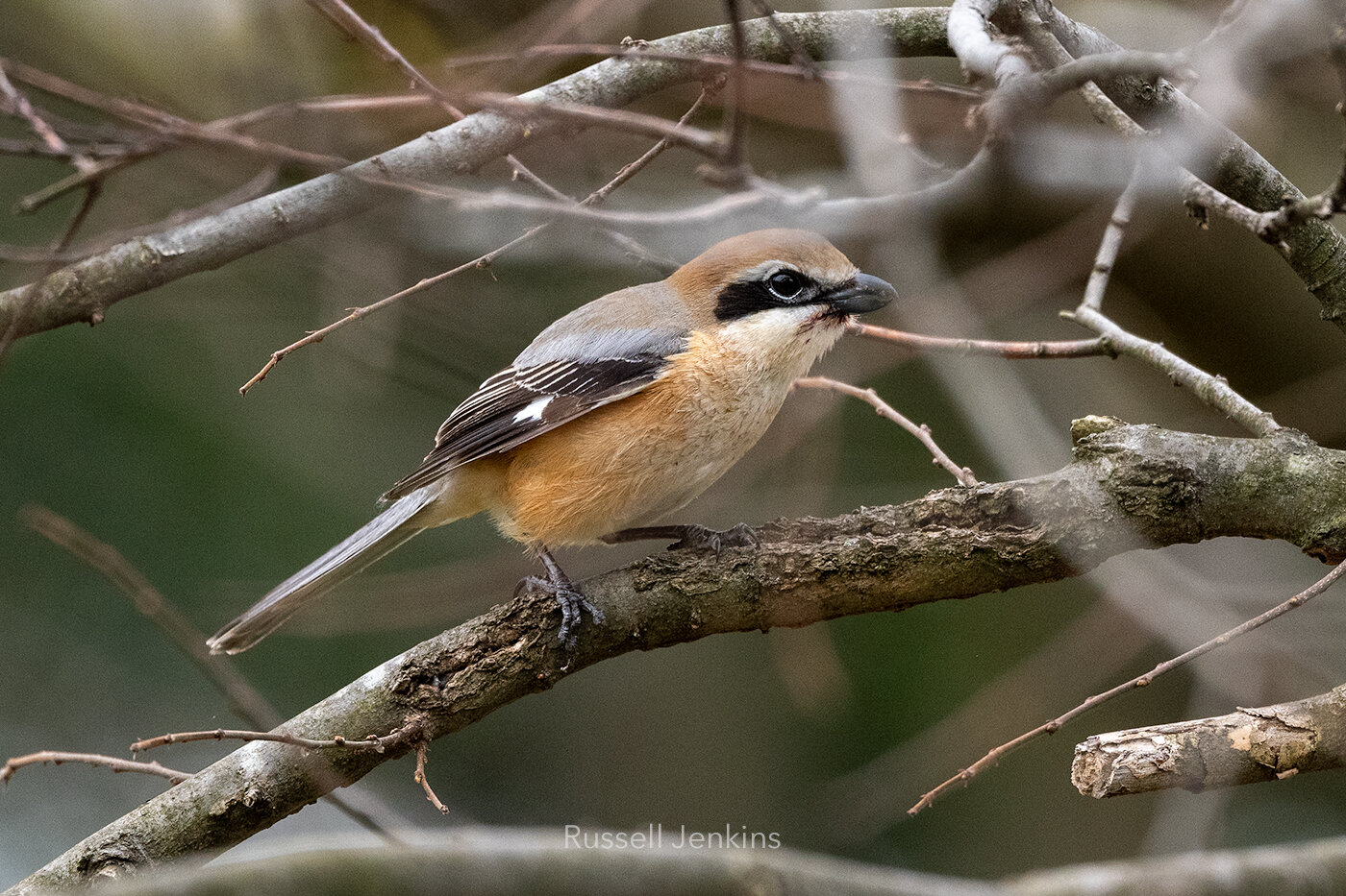 Bull-headed Shrike
