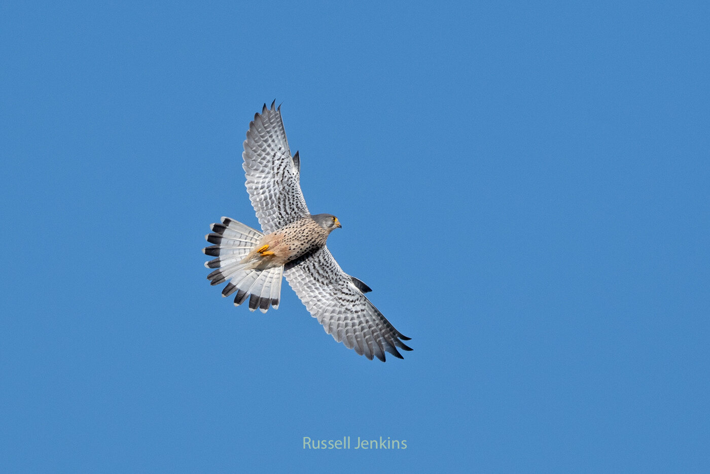 Eurasian Kestrel