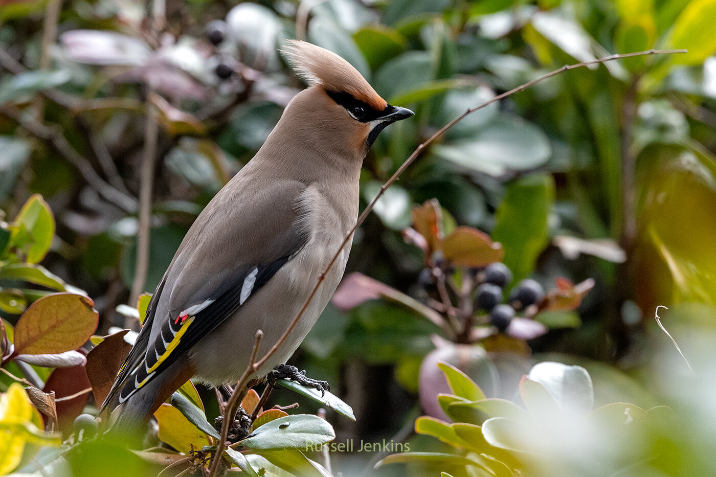 Bohemian Waxwing